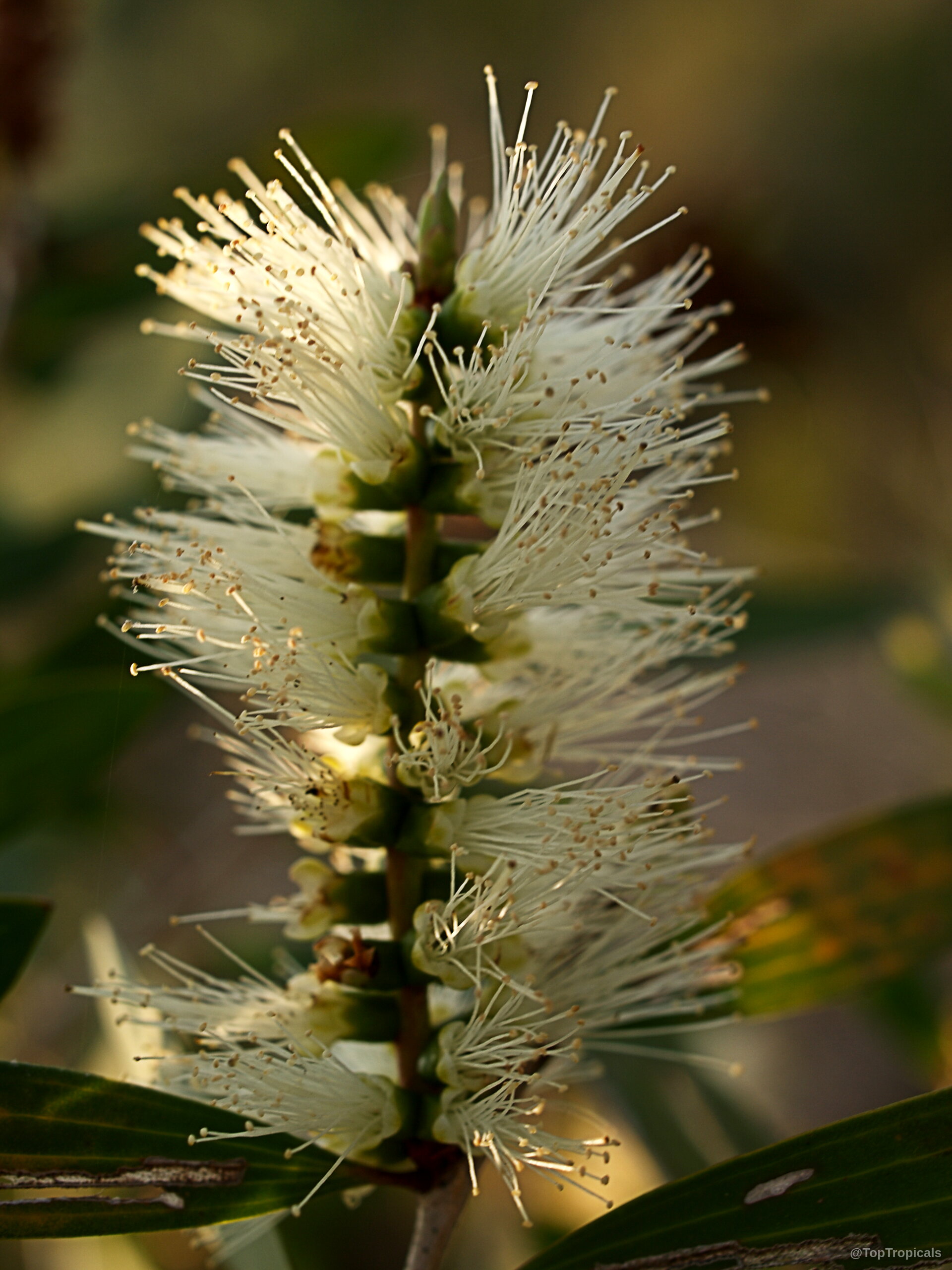 Melaleuca quinquenervia (Paperbark) white flower spike with long stamens reaching out from central woody stem. Melaleuca quinquenervia (Paperbark) white flower close up on branch, dense spikes with long thin filaments.