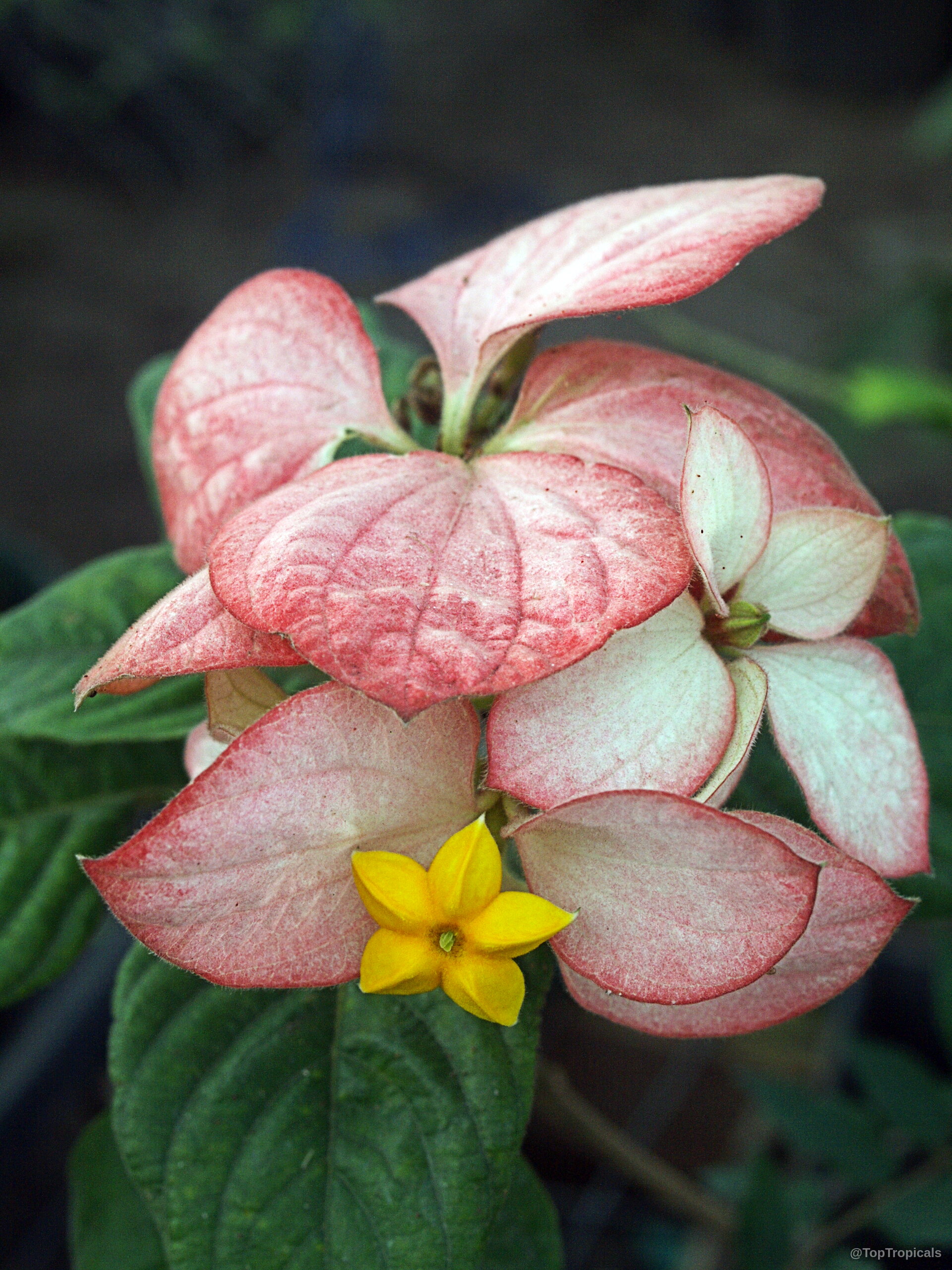 Mussaenda philippica (Queen Sirikit Mussaenda) 'Queen Sirikit' flower with pink sepals and small yellow star-shaped center. Mussaenda philippica (Queen Sirikit Mussaenda) 'Queen Sirikit' pink flower close up with yellow center
