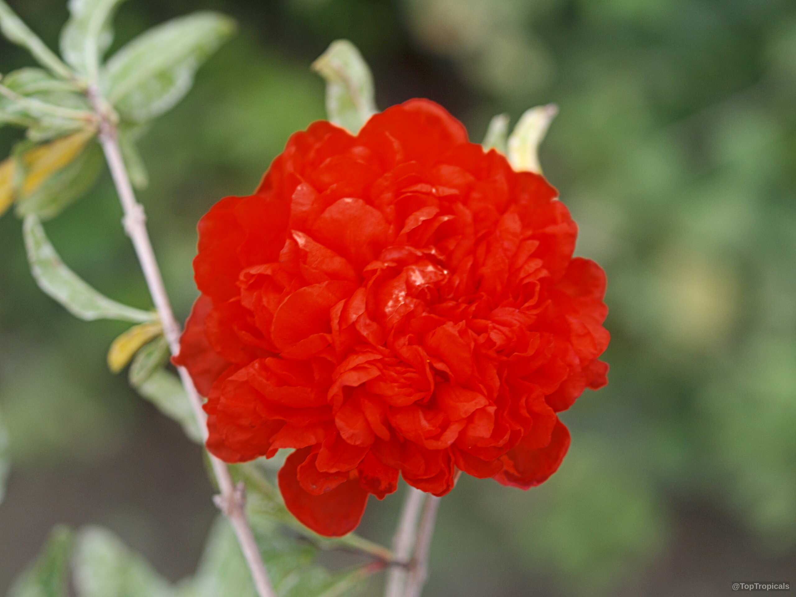 Punica granatum (Flowering Pomegranate) 'Flore Pleno' orange ruffled flower petals against soft green foliage background Punica granatum (Flowering Pomegranate) 'Flore Pleno' orange flower close up on a green branch