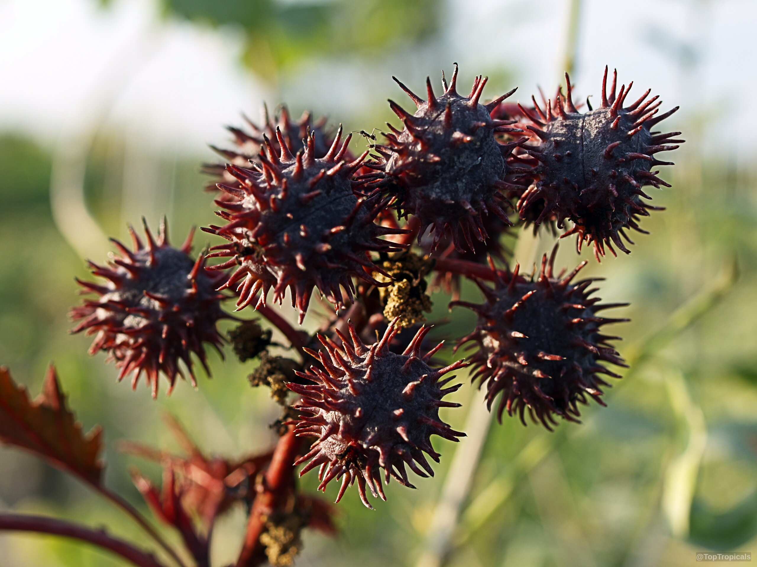 Ricinus communis (Castorbean) clusters of dark purple spiked fruit growing on a branch during the day. Ricinus communis (Castorbean) dark purple spiked fruit close up in sharp detail for garden interest.
