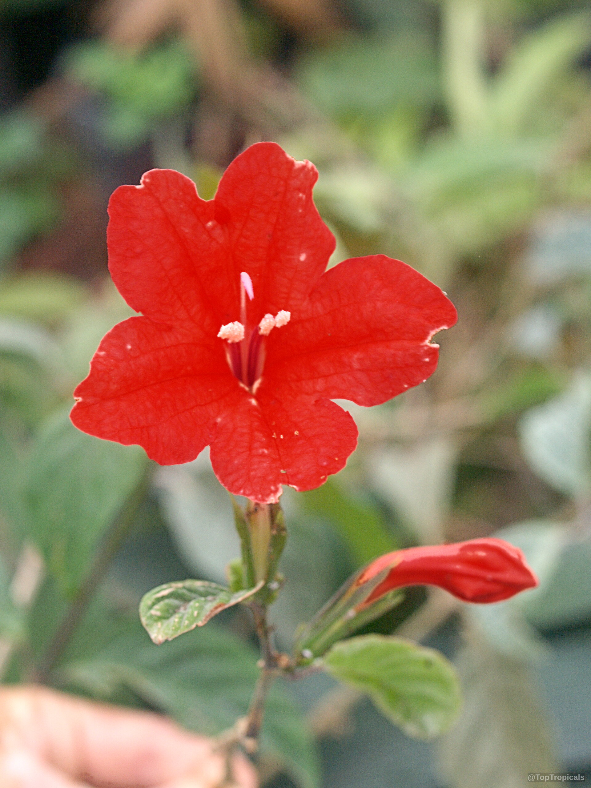Ruellia affinis (Red Ruellia) with a vibrant red flower and small buds against green foliage. Ruellia affinis (Red Ruellia) red flower close up with green leaves for plant catalog