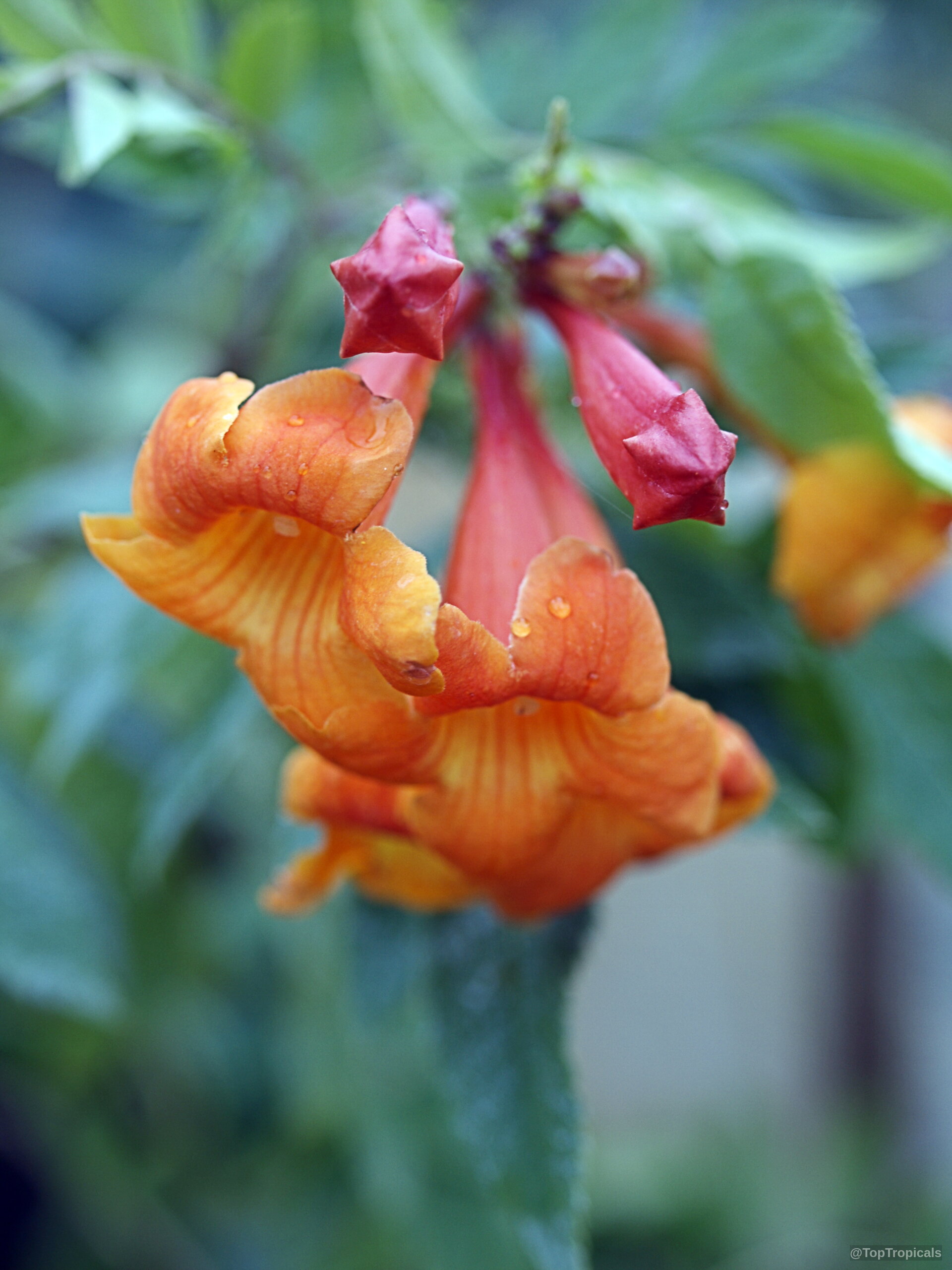Tecoma alata (Orange Trumpet Flower) with orange flowers and water droplets on petal edges. Tecoma alata (Orange Trumpet Flower) with orange trumpet-shaped flower in a detailed close up