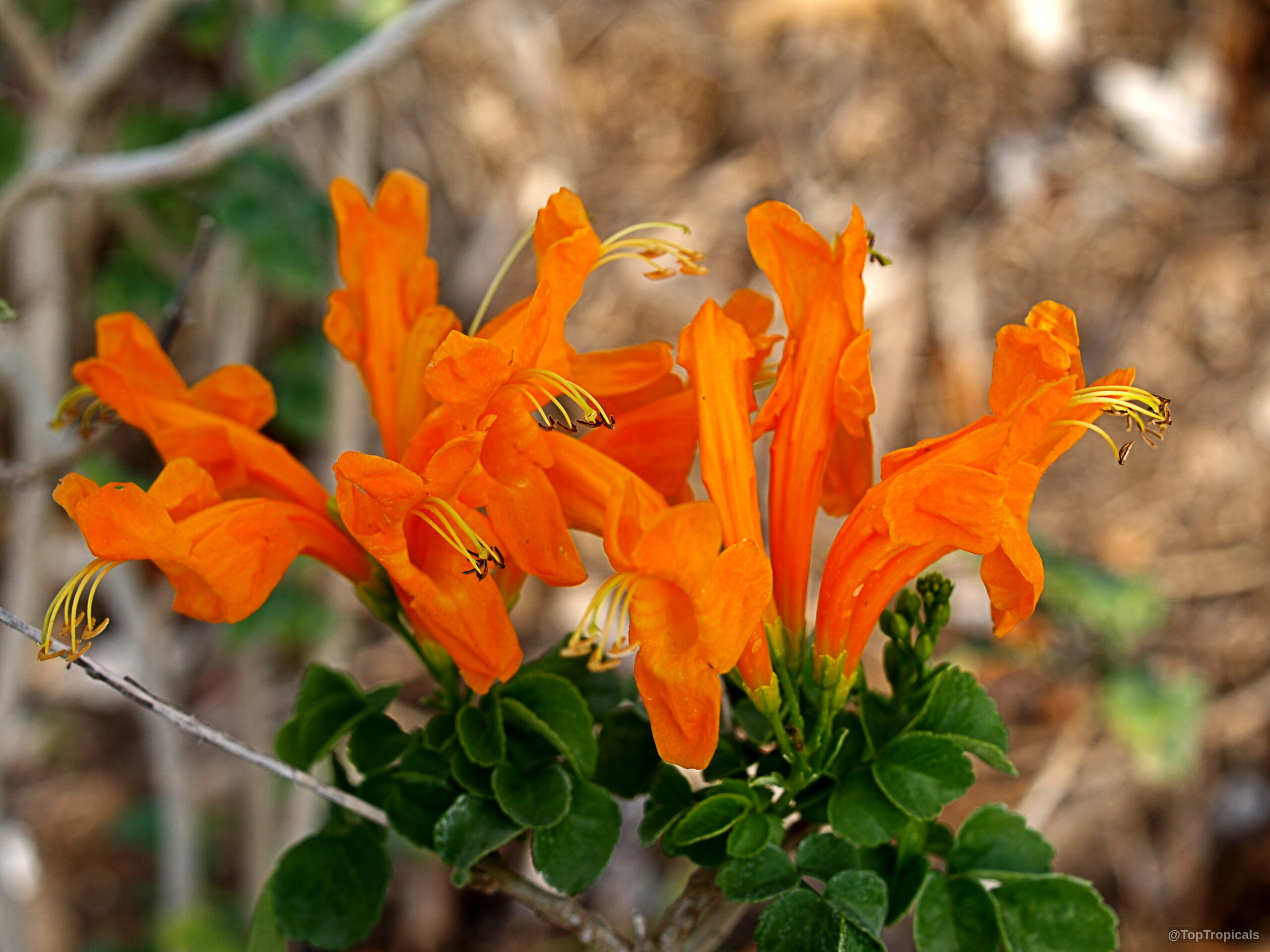 Tecomaria capensis (Salmon tecomaria) 'Salmon' orange trumpet flowers growing alongside small dark green serrated leaves Tecomaria capensis (Salmon tecomaria) 'Salmon' orange tubular flower close up on green leafy plant