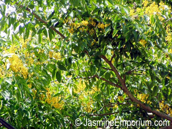 Pterocarpus macrocarpus, Gum-Kino Tree, Burma Padauk, Mai Pradoo, Pradu