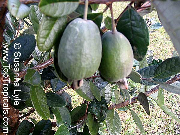 Feijoa sellowiana, Acca sellowiana, Feijoa, Pineapple Guava, Guavasteen