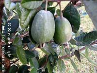 Feijoa sellowiana, Acca sellowiana, Feijoa, Pineapple Guava, Guavasteen

Click to see full-size image