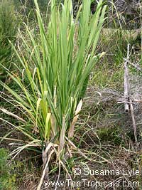 Saccharum officinarum, Sugar Cane

Click to see full-size image
