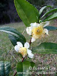 Camellia sinensis, Tea plant

Click to see full-size image