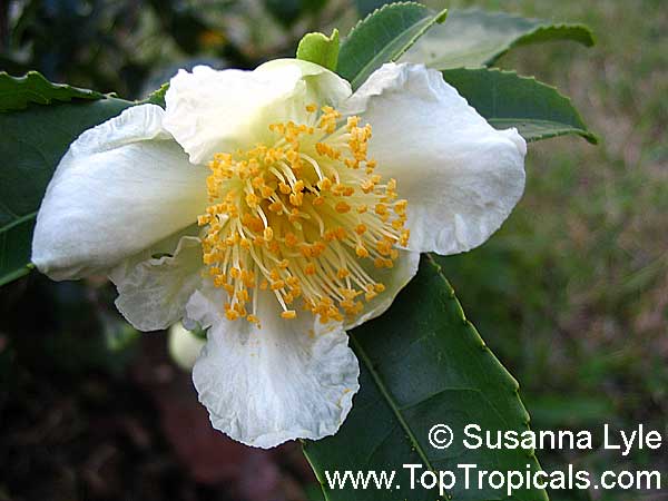 Camellia sinensis, Tea plant