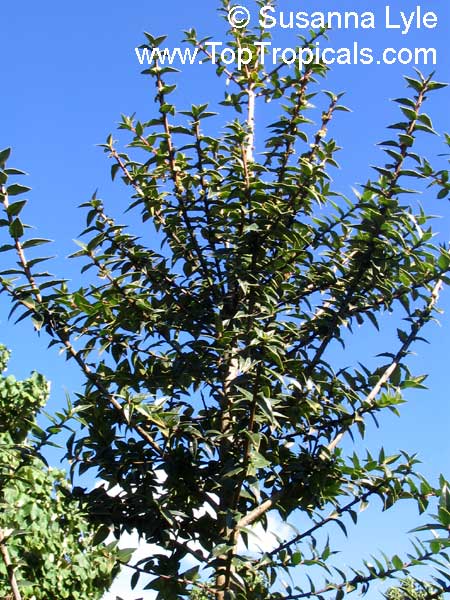 Podocarpus sp., Podocarpus