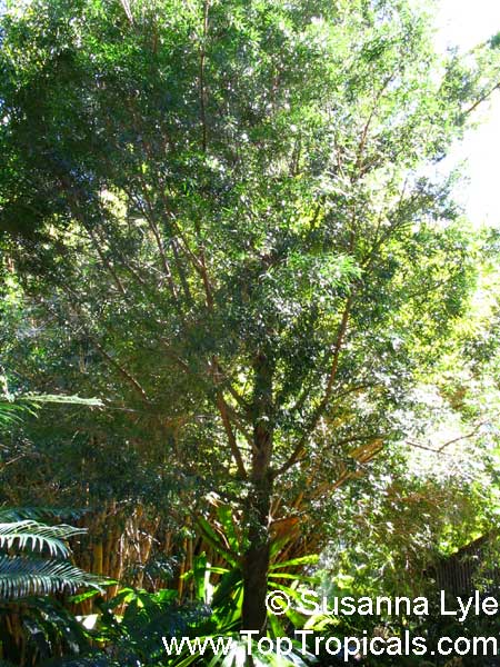 Podocarpus elatus, Plum Pine, Australian plum