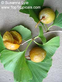 Ginkgo biloba (Гинкго билоба) - растение