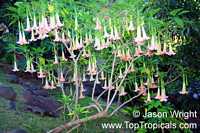 Brugmansia sp., Angels Trumpet

Click to see full-size image
