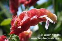 Justicia brandegeana, Beloperone guttata, Mexican Shrimp Plant, Shrimp Plant

Click to see full-size image