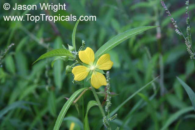 Ludwigia octovalvis, Jussiaea suffruticosa, Jussiaea erecta, False Primrose, Mexican Primrose Willow, Swamp Primrose