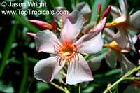 Nerium oleander, Oleander

Click to see full-size image