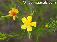 Hypericum sp., St John Wort

Click to see full-size image