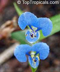 Commelina sp., Dayflower

Click to see full-size image