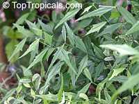 Thunbergia kirkii, Blue Sky Shrub

Click to see full-size image