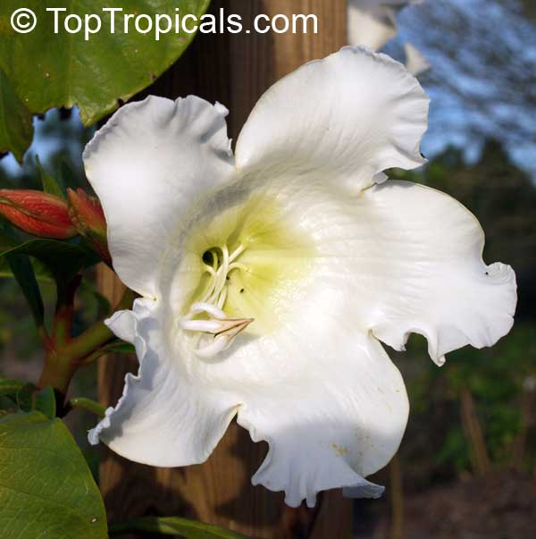 Beaumontia murtonii, Easter Lily Vine, Heralds Trumpet, Nepal Trumpet Flower