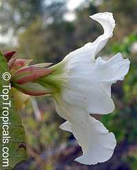 Beaumontia murtonii, Easter Lily Vine, Heralds Trumpet, Nepal Trumpet Flower

Click to see full-size image