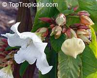Beaumontia murtonii, Easter Lily Vine, Heralds Trumpet, Nepal Trumpet Flower

Click to see full-size image