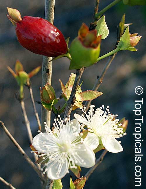 Eugenia aggregata, Cherry of the Rio Grande, Cere Jodo Rio Grande