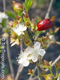 Eugenia aggregata, Cherry of the Rio Grande, Cere Jodo Rio Grande

Click to see full-size image