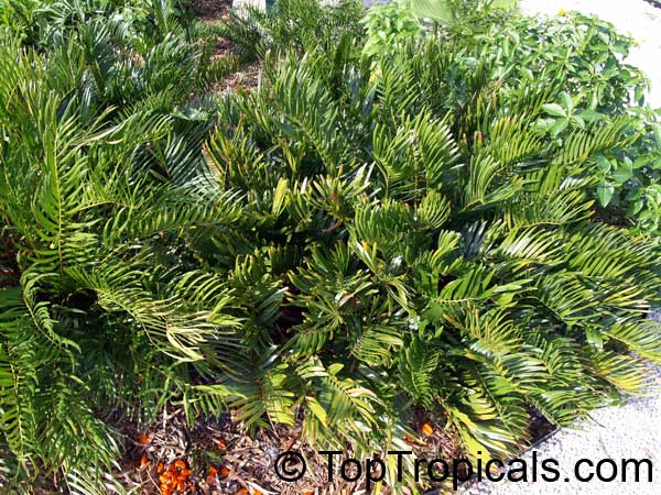Zamia integrifolia, Zamia floridana, Coontie, Coontie Palm, Koonti