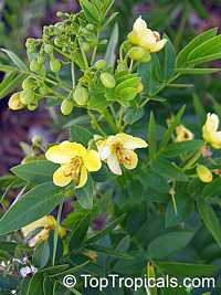 Cassia bahamensis, Senna mexicana chapmanii, Bahama Senna, Bahama Cassia

Click to see full-size image