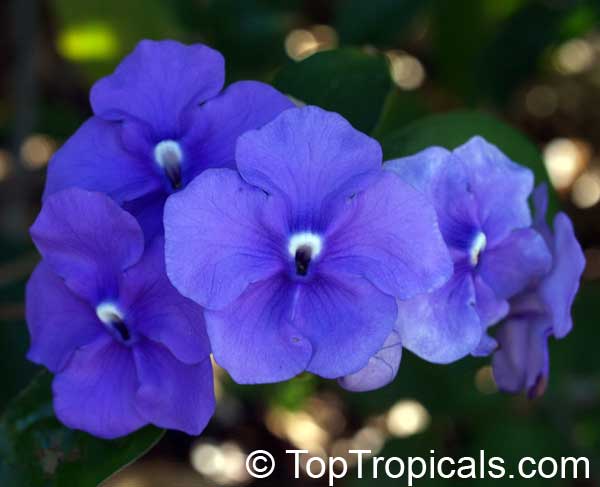 Brunfelsia grandiflora, Yesterday -Today -Tomorrow, Kiss-me-quick, Royal Purple Brunfelsia
