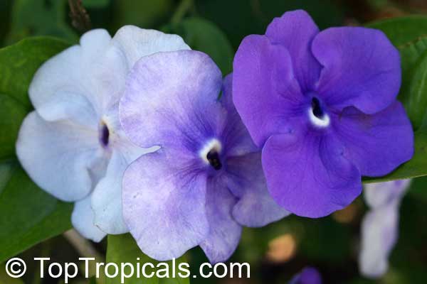Brunfelsia - Yesterday-Today-Tomorrow, flowers changinf color