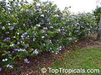 Brunfelsia grandiflora, Yesterday -Today -Tomorrow, Kiss-me-quick, Royal Purple Brunfelsia

Click to see full-size image