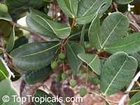 Garcinia spicata, Garcinia

Click to see full-size image