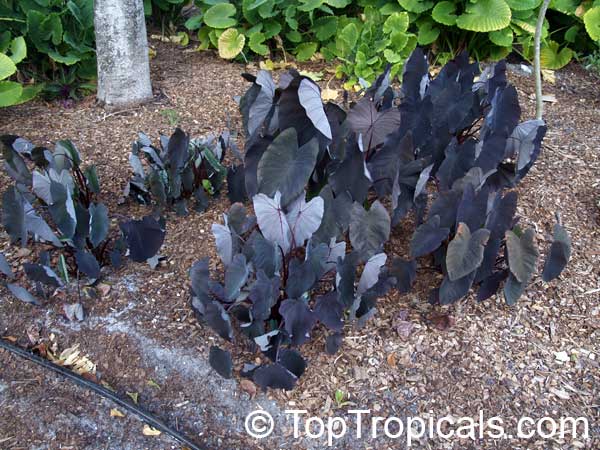 Colocasia esculenta , Black colocasia, Black Magic, Taro, Black Elephant Ear, Malanga Amarillo, Dasheen. Colocasia esculenta 'Black Runner'