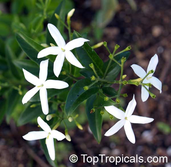 Jasminum tortuosum, African Jasmine, Perfume jasmine