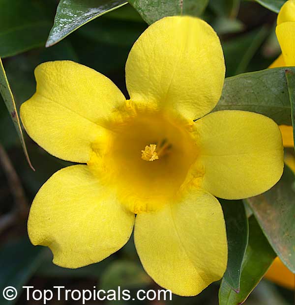 Gelsemium sempervirens, Yellow Jessamine, Carolina Jasmine, Trumpet Flower