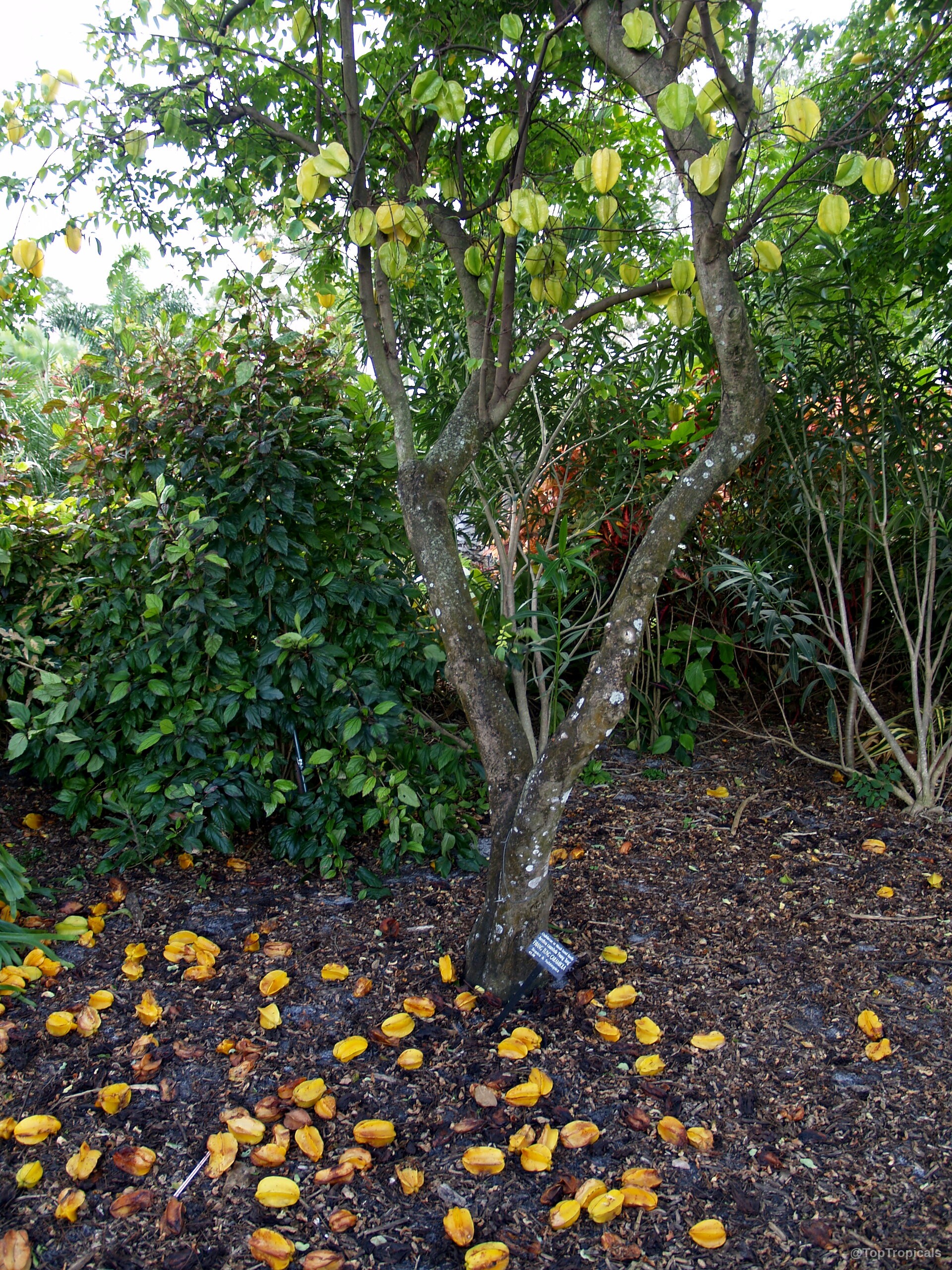 Averrhoa carambola (Carambola) tree with yellow fruit hanging on branches and fallen onto the ground. Averrhoa carambola (Carambola) tree with yellow fruit hanging from thin brown branches above ground.