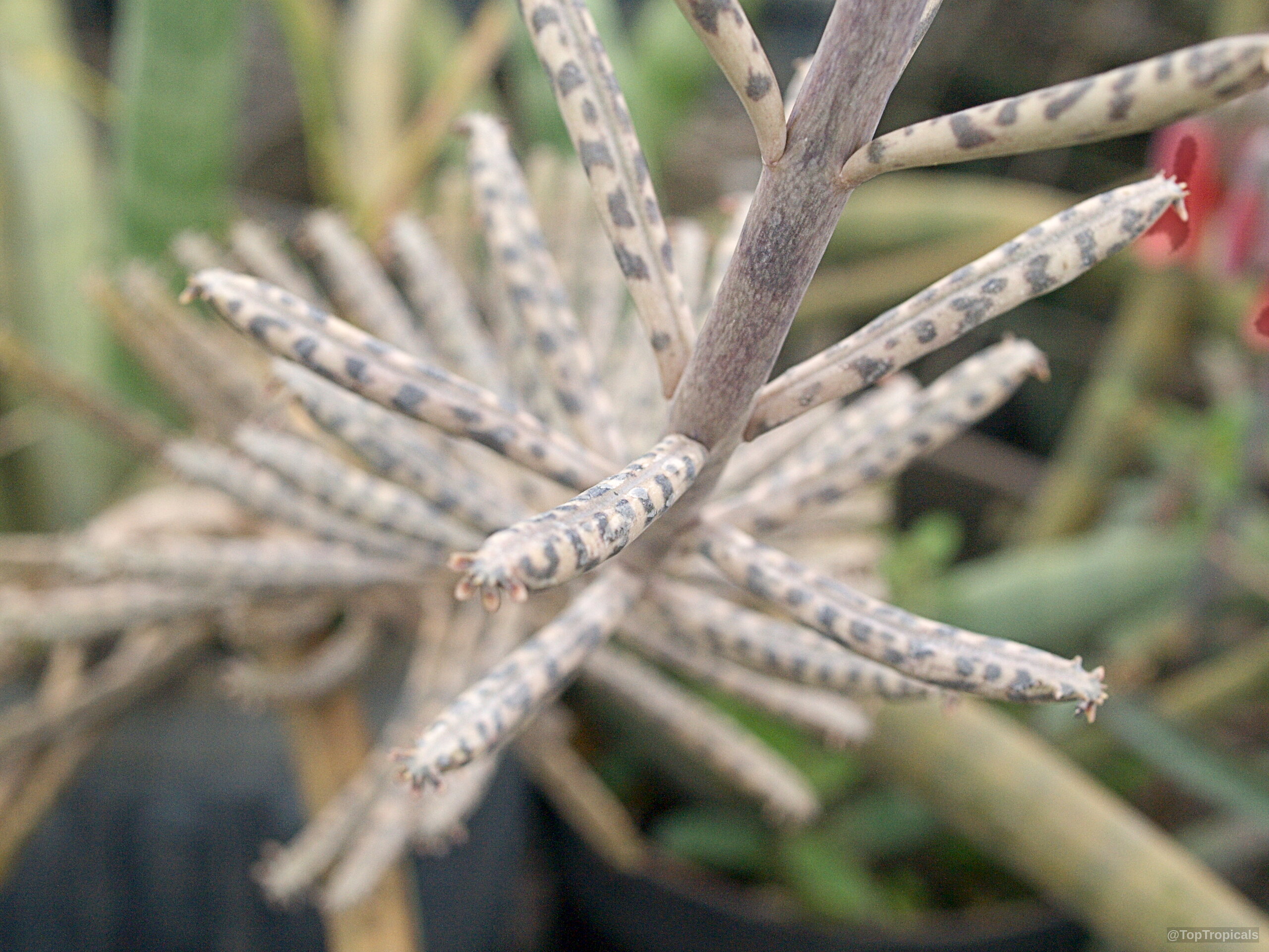 Bryophyllum delagoense (Chandelier plant) with distinct cylindrical leaves marked by dark grey and tan spots. Bryophyllum delagoense (Chandelier plant) with mottled grey leaves in a close up plant shot.