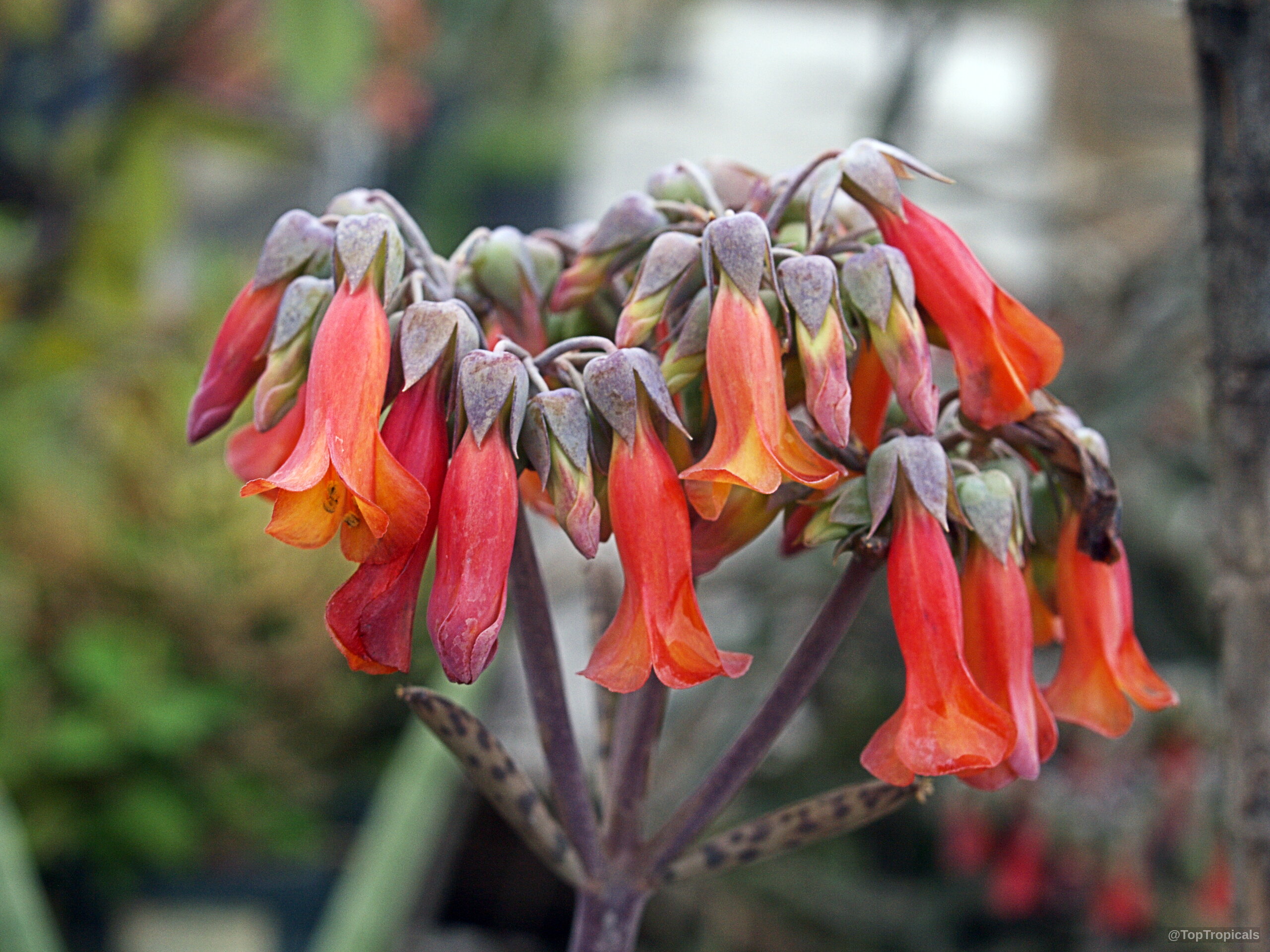 Bryophyllum delagoense (Chandelier plant) clusters of tubular orange flowers hang downward from a spotted stalk Bryophyllum delagoense (Chandelier plant) orange bell flower close up on a slender green stem