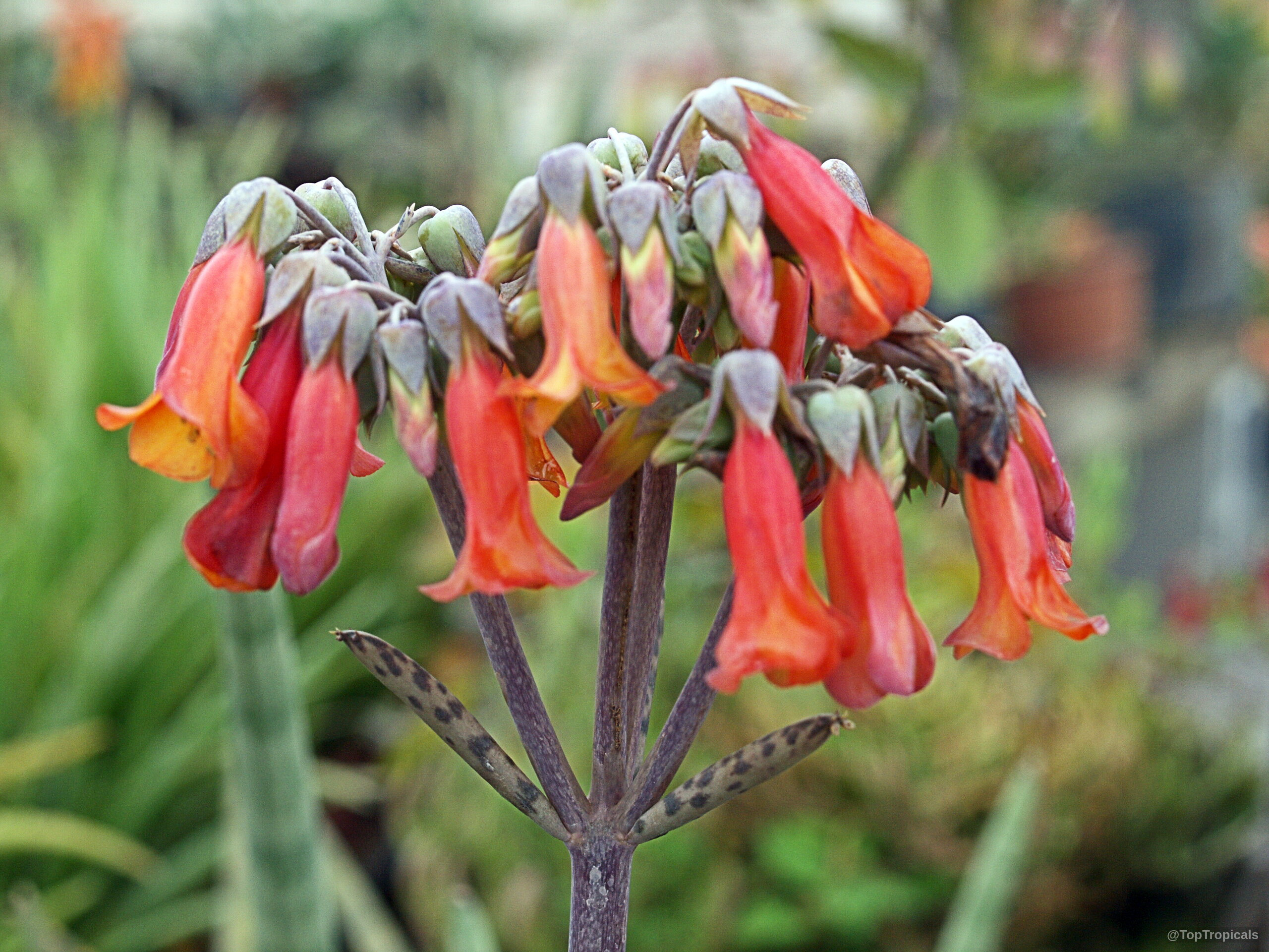 Bryophyllum delagoense (Chandelier plant) with clusters of downward pointing orange tubular flower buds and stems. Bryophyllum delagoense (Chandelier plant) orange tubular flower, close up on drooping cluster, green background.