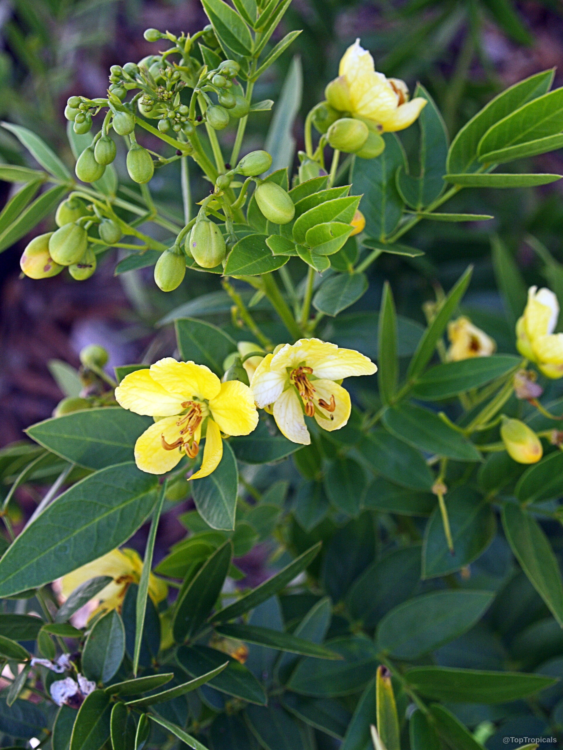 Cassia bahamensis (Bahama Senna) yellow flower and small buds amid dark green pinnate leaves Cassia bahamensis (Bahama Senna) plant with yellow flower and green leaves close up