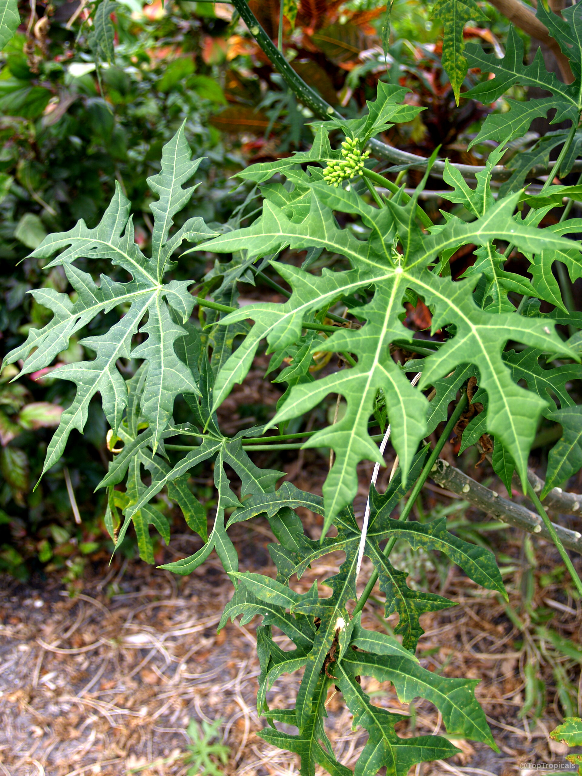 Cnidoscolus aconitifolius (Spinach Tree) green palmate leaves growing from a sturdy woody branch Cnidoscolus aconitifolius (Spinach Tree) green leaves plant growing on a branch with small buds