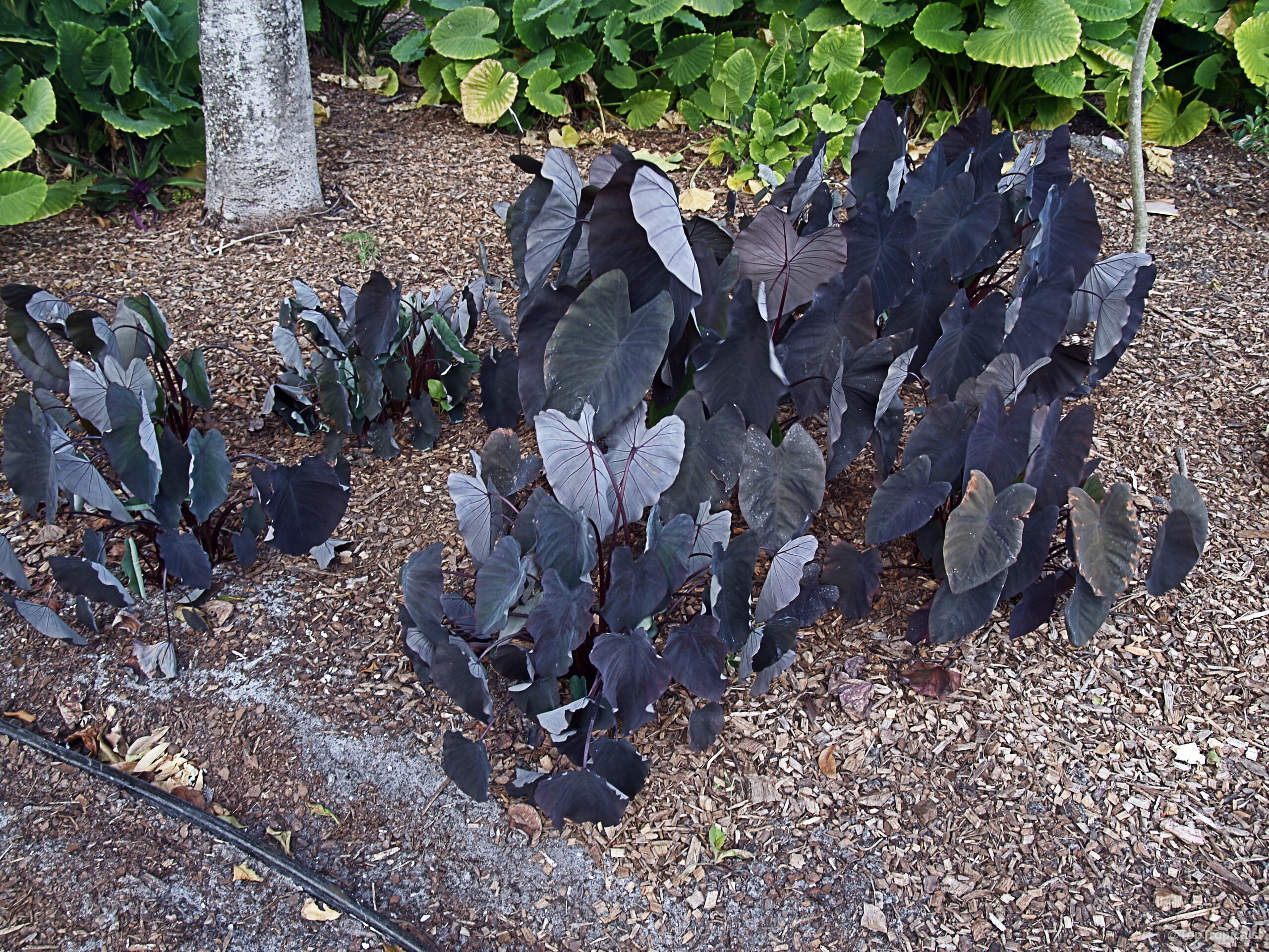 Colocasia esculenta (Black colocasia) emerging with dark purple heart shaped leaves from brown mulch ground. Colocasia esculenta (Black colocasia) dark purple plant foliage growing in clusters over mulch soil.