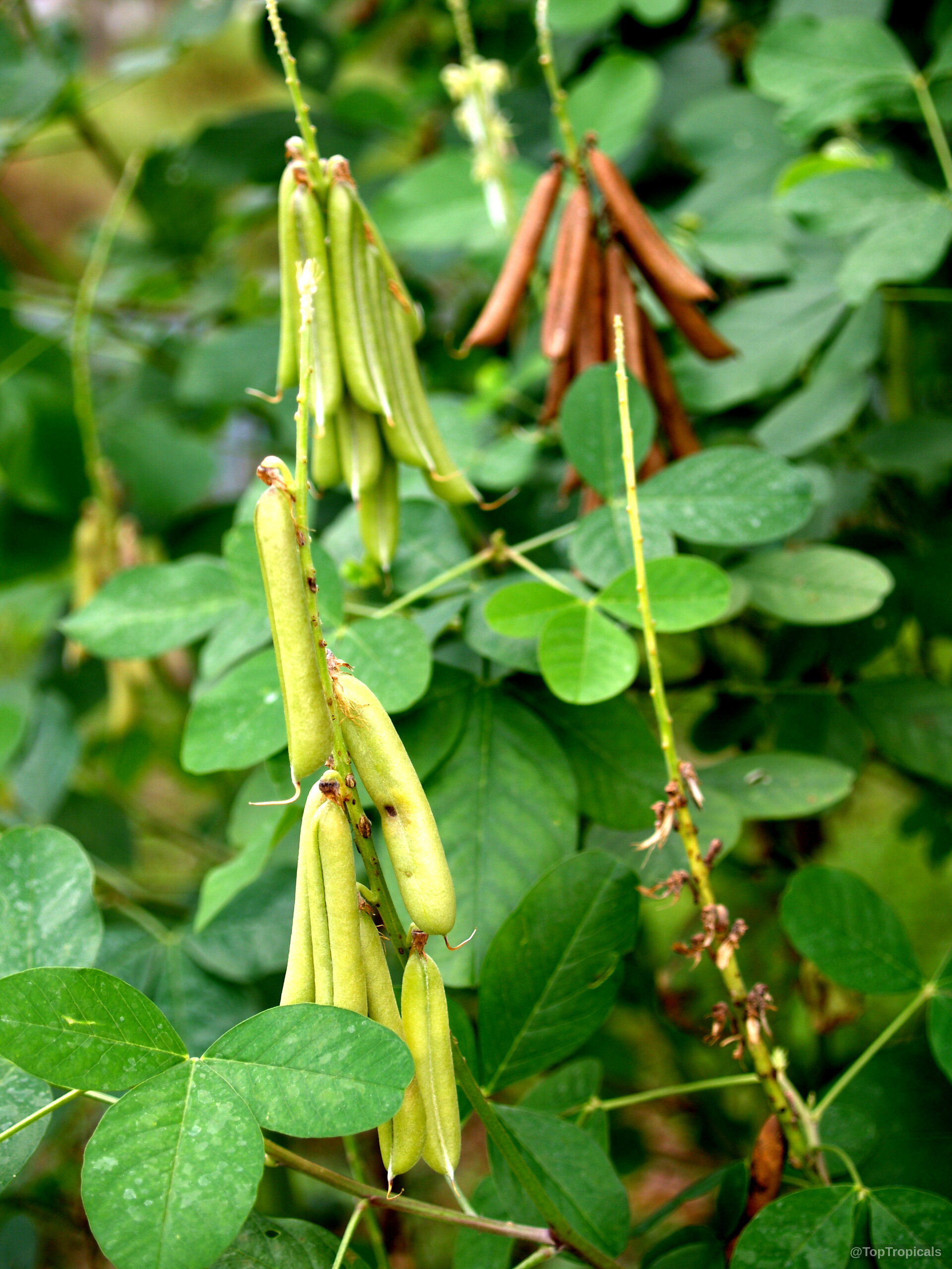 Crotalaria pallida (Smooth Rattlebox) with clusters of long green and brown pods on thin stems. Crotalaria pallida (Smooth Rattlebox) with hanging green and brown fruit pods on a plant.