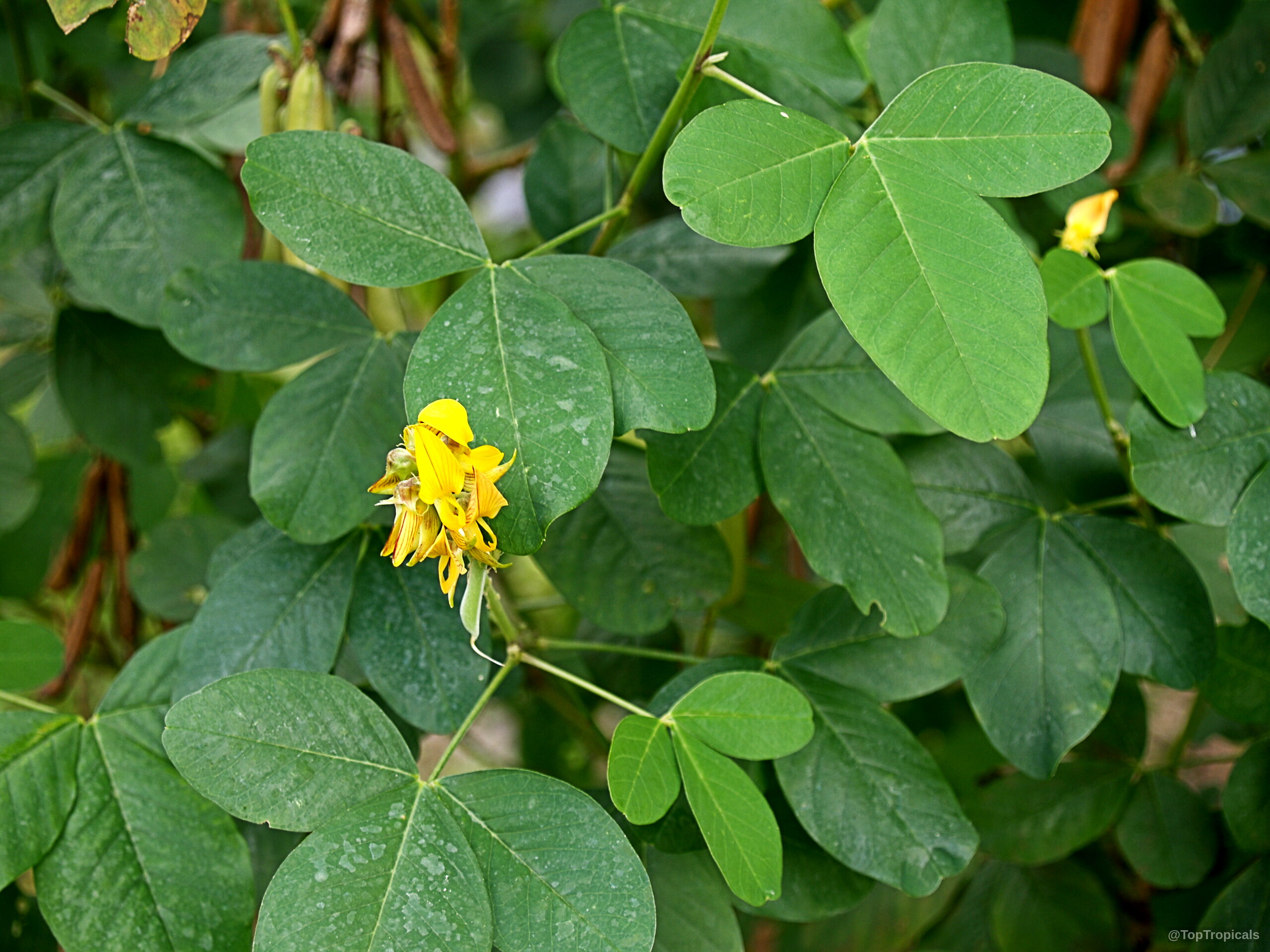 Crotalaria pallida (Smooth Rattlebox) with yellow flower amidst dark green trifoliate foliage and seed pods. Crotalaria pallida (Smooth Rattlebox) plant with yellow flower and dark green trifoliate leaves closeup.