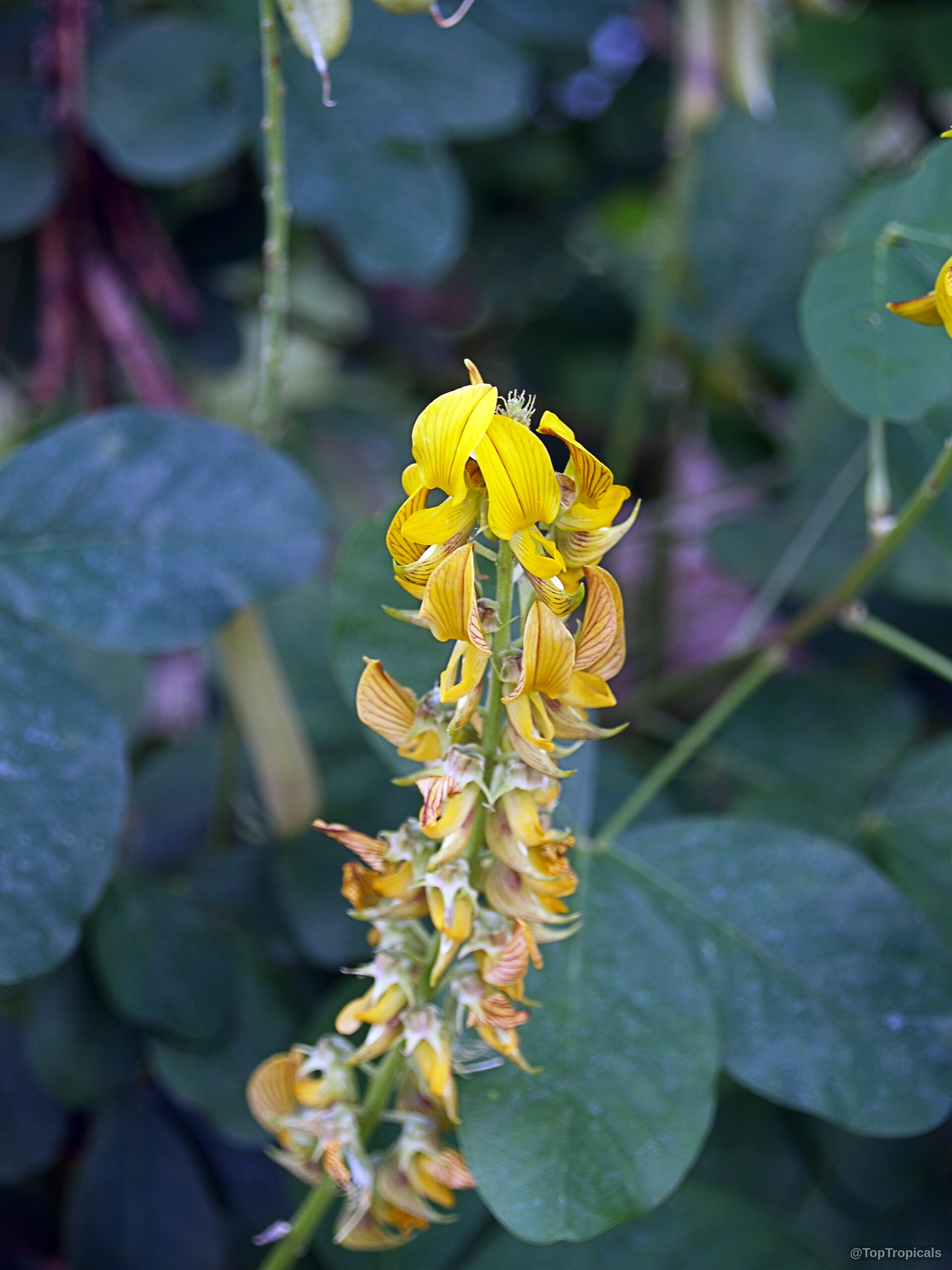 Crotalaria pallida (Smooth Rattlebox) flower with elongated stem, yellow petals, and subtle reddish stripes. Crotalaria pallida (Smooth Rattlebox) yellow flower close up capturing delicate petals and fine lines.