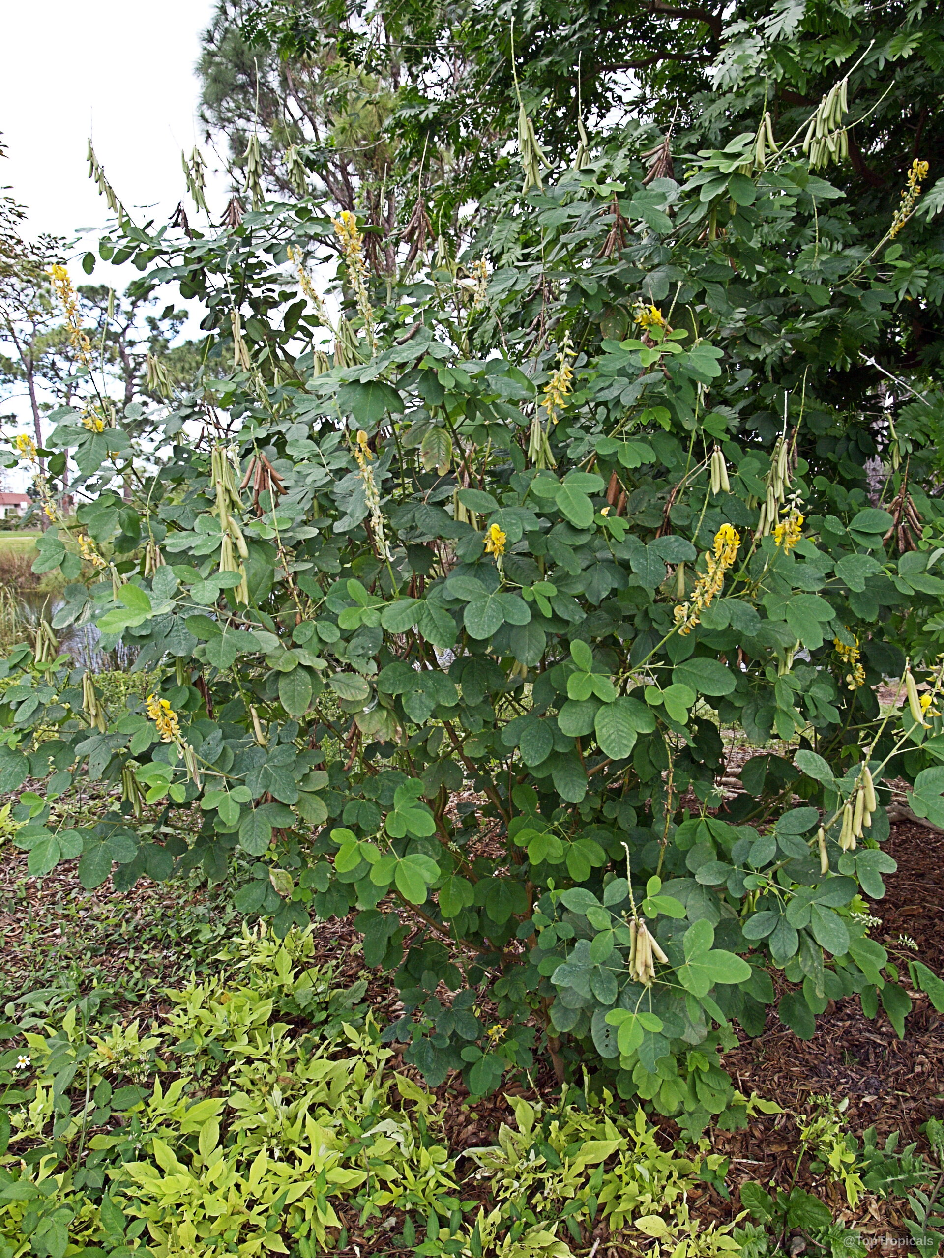 Crotalaria pallida (Smooth Rattlebox) shrub with yellow flower spikes and long slender green pods. Crotalaria pallida (Smooth Rattlebox) yellow flowers and green leaves on an upright shrub plant.