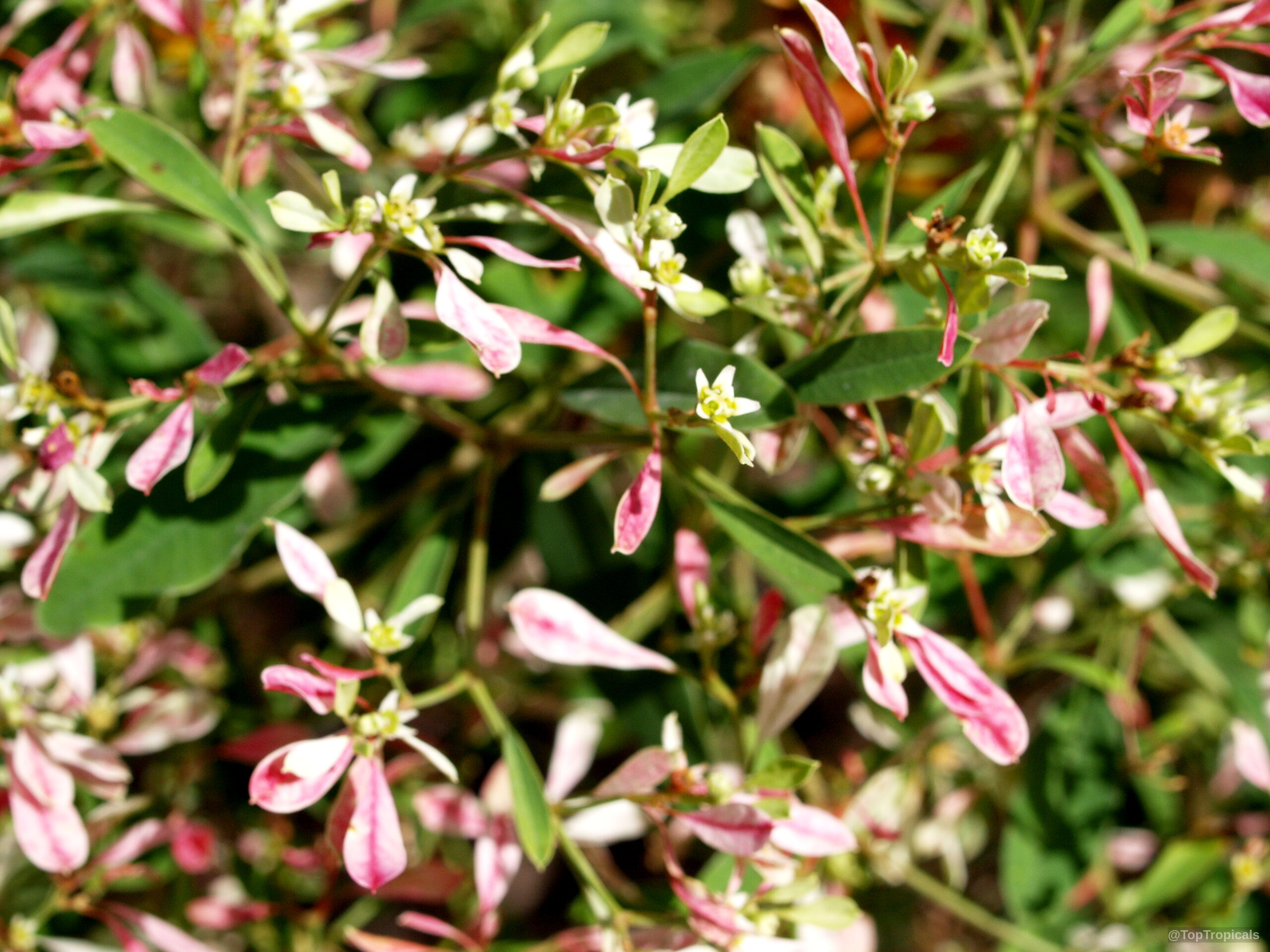 Euphorbia leucocephala (Pascuita) with delicate pink and white bracts surrounding tiny yellow flower centers Euphorbia leucocephala (Pascuita) pink and white flower close up on a branch