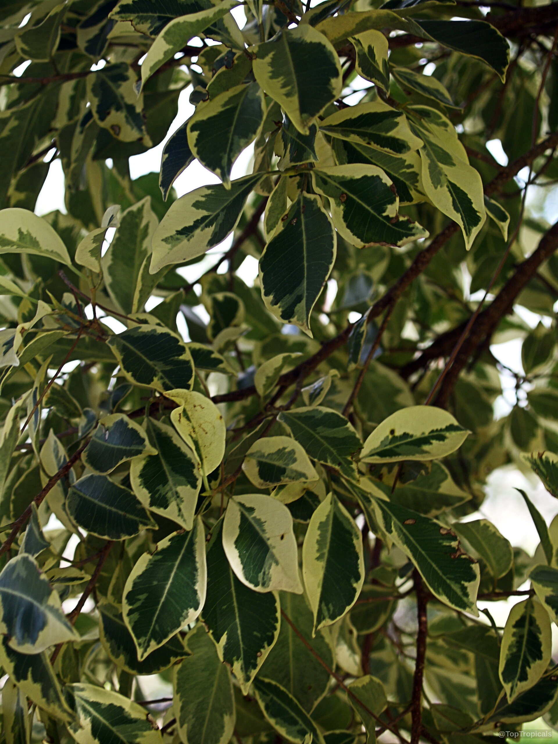 Ficus sp. (Ficus) oval leaves with green centers and creamy edges on many thin branches. Ficus sp. (Ficus) green and cream leaves on branches close up